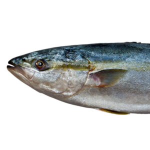 Canning Tuna Image